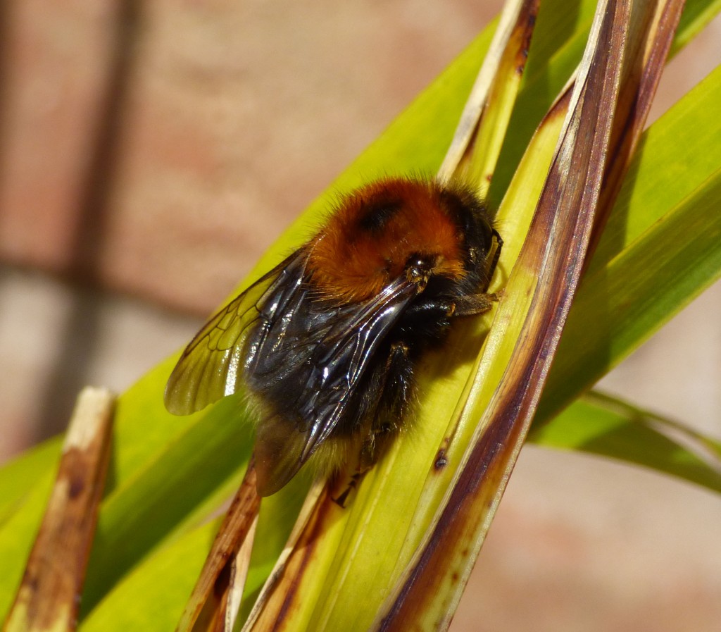 Шмель городской. Bombus hypnorum. 54. Bombus hypnorum – городской Шмель. Шмель b.hypnorum. Tree Bee.